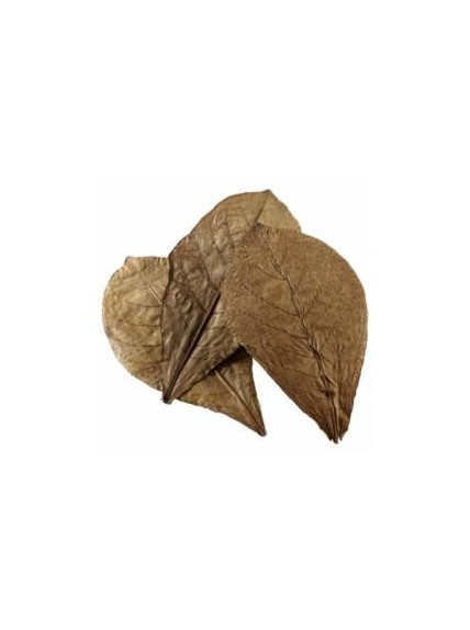 Hoja de Terminalia Catappa