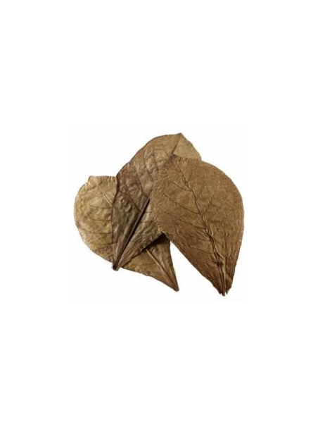 Hoja de Terminalia Catappa