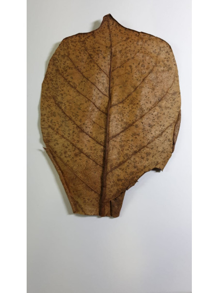 Hoja de Terminalia Catappa