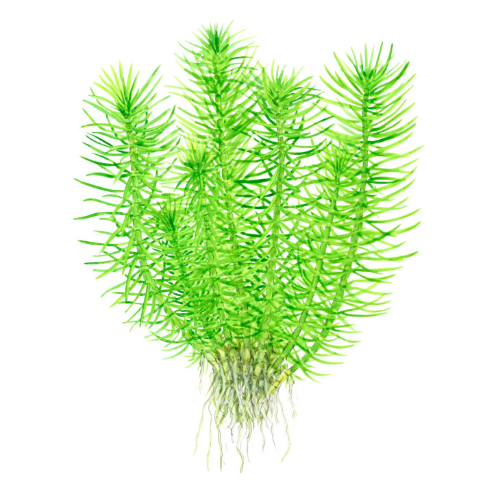 Pogostemon erectus 1-2-Grow!