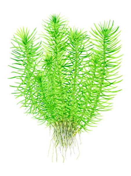 Pogostemon erectus 1-2-Grow!