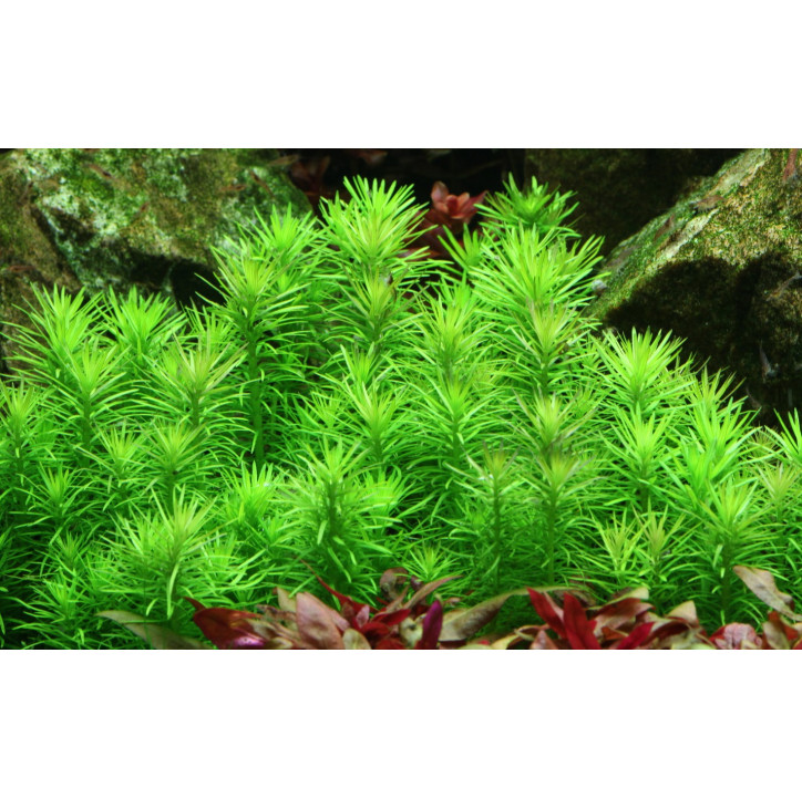 Pogostemon erectus 1-2-Grow!