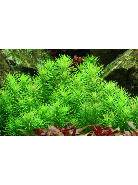 Pogostemon erectus 1-2-Grow!