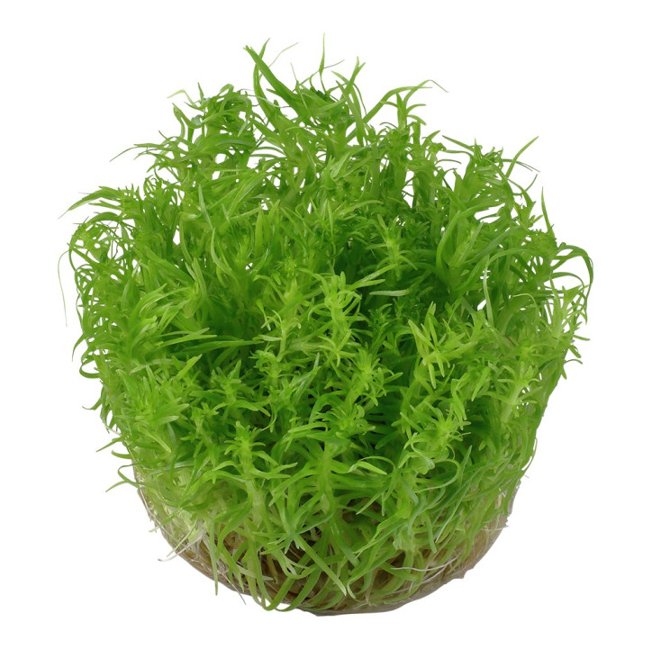Pogostemon erectus 1-2-Grow!
