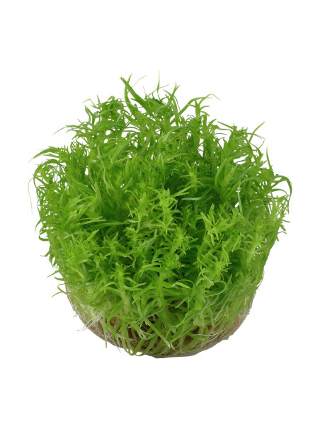 Pogostemon erectus 1-2-Grow!