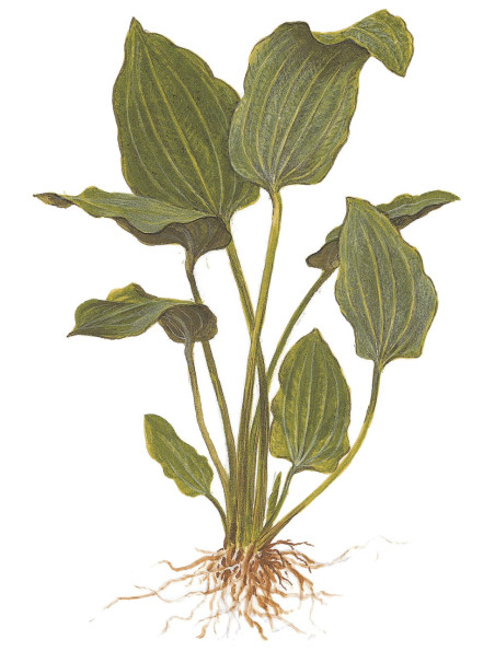 Echinodorus palaefolius en maceta