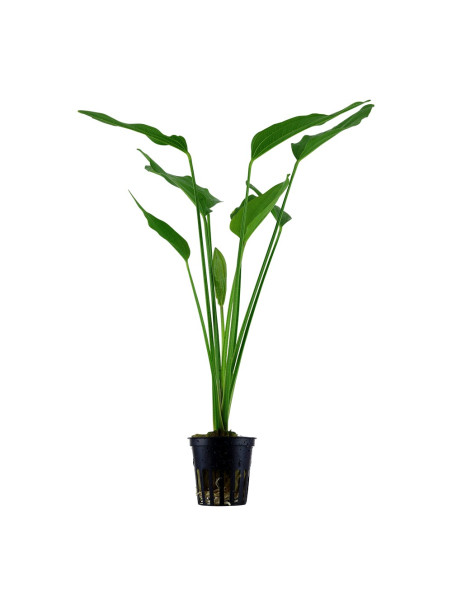 Echinodorus palaefolius en maceta