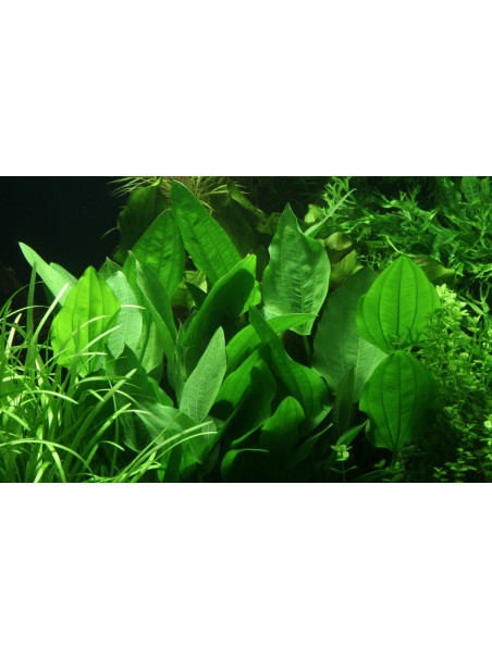 Echinodorus palaefolius en maceta