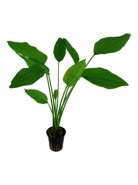 Echinodorus palaefolius en maceta