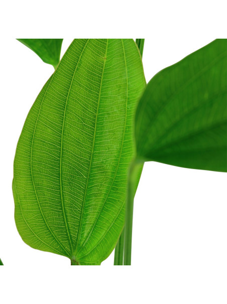 Echinodorus palaefolius en maceta