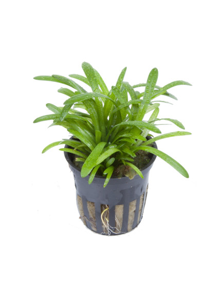 Sagittaria subulata en maceta 2