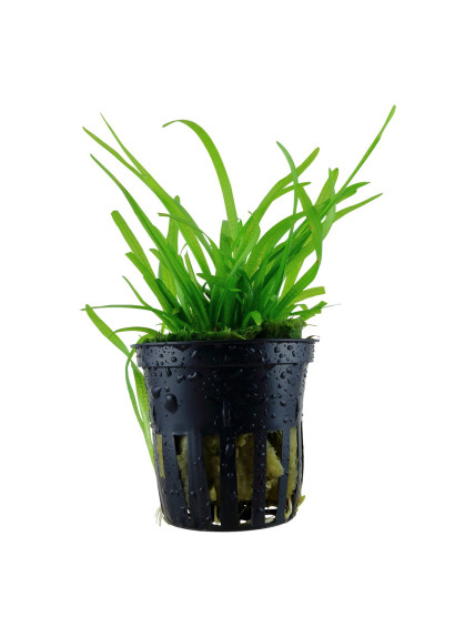 Sagittaria subulata en maceta