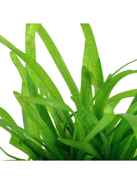 Sagittaria subulata en maceta