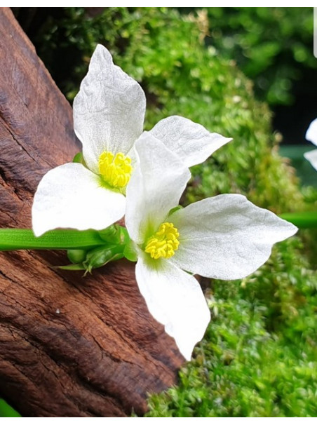 Echinodorus palaefolius en maceta