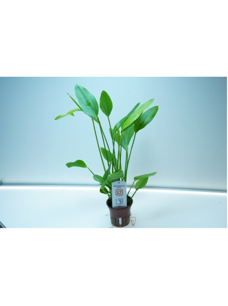 Echinodorus palaefolius en maceta