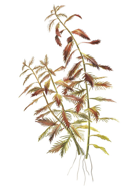 Proserpinaca palustris 'Cuba' 1-2-Grow!