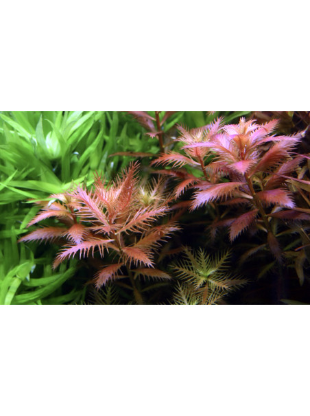 Proserpinaca palustris 'Cuba' 1-2-Grow!