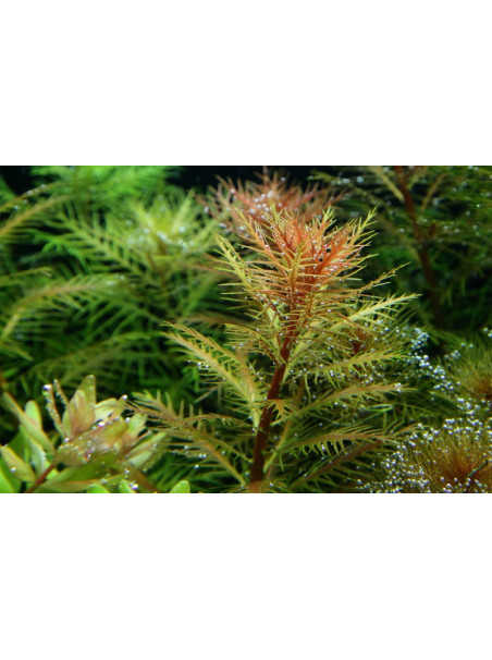 Proserpinaca palustris 'Cuba' 1-2-Grow!