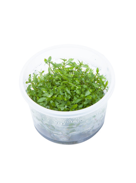 Proserpinaca palustris 'Cuba' 1-2-Grow!