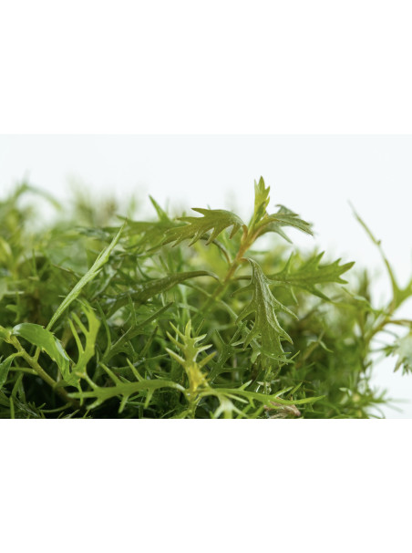 Proserpinaca palustris 'Cuba' 1-2-Grow!