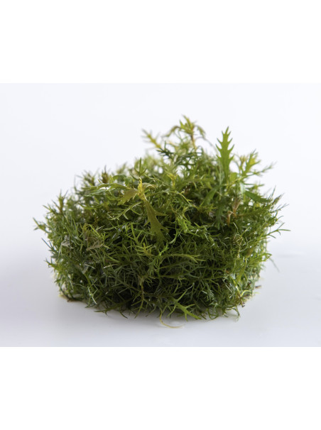 Proserpinaca palustris 'Cuba' 1-2-Grow!