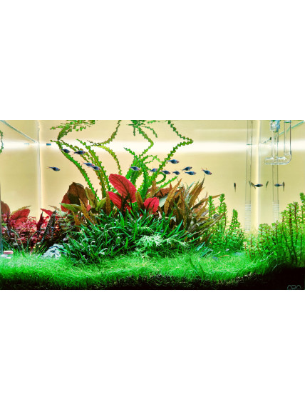 Pantalla Retroiluminada RGB PezVerde 120 x 50