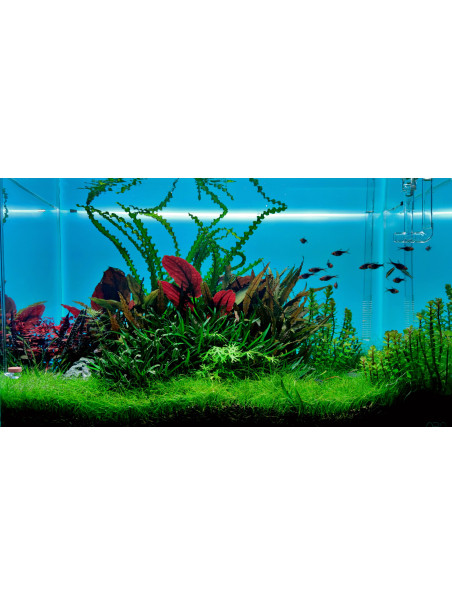 Pantalla Retroiluminada RGB PezVerde 120 x 50