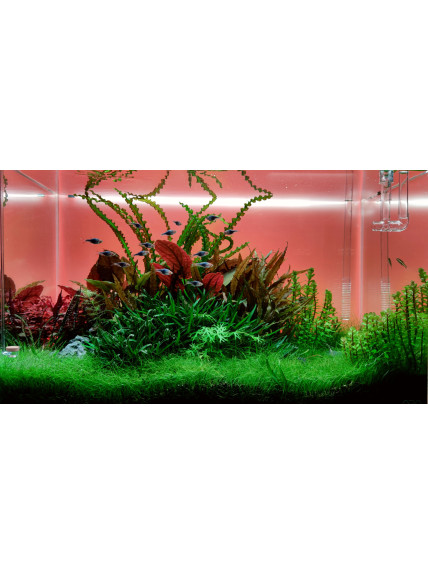 Pantalla Retroiluminada RGB PezVerde 90 x 45