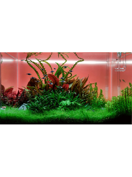 Pantalla Retroiluminada RGB PezVerde 90 x 45