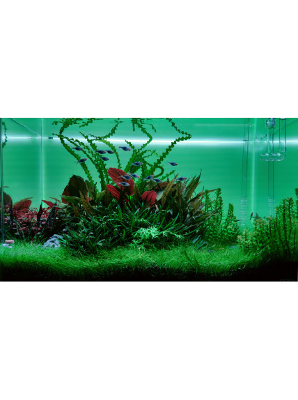 Pantalla Retroiluminada RGB PezVerde 60 x 35