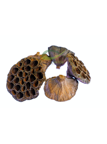 Cáscara de Loto - Lotus Bowl