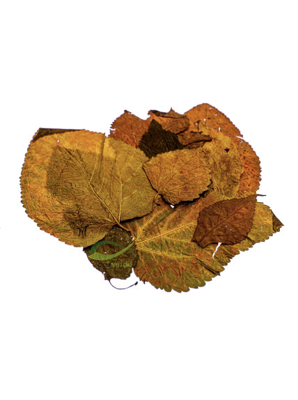 Hoja de Morera 8-15cm