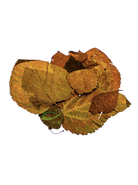 Hoja de Morera 8-15cm