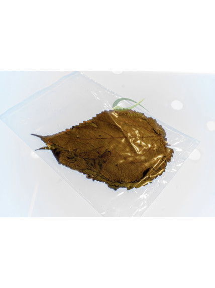 Hoja de Morera 8-15cm 2