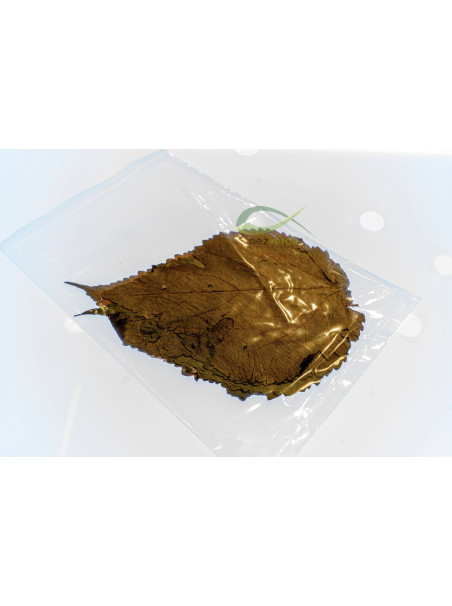 Hoja de Morera 8-15cm