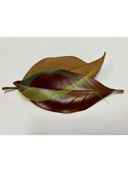 Hoja de Magnolio 10-15cm - Una Unidad