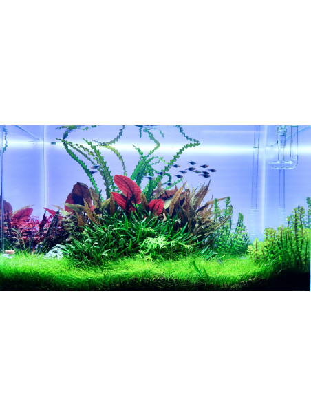 Pantalla Retroiluminada RGB PezVerde 100 x 45