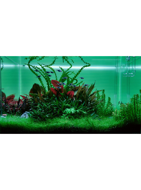 Pantalla Retroiluminada RGB PezVerde 100 x 45