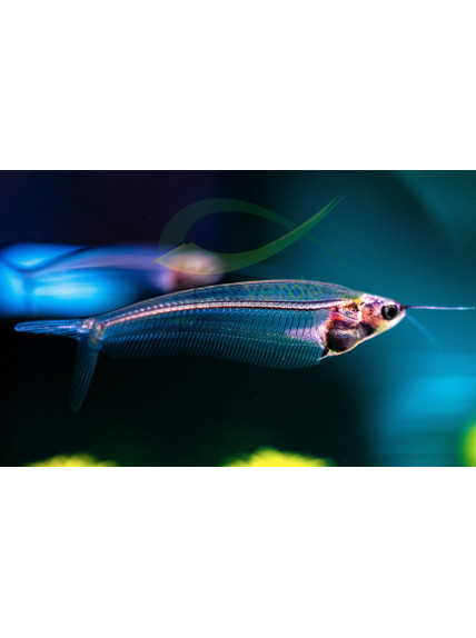Cristal de Java - Kryptopterus vitreolus