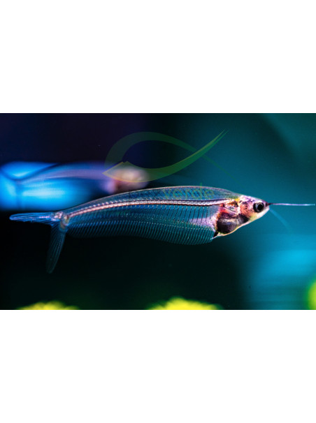 Cristal de Java - Kryptopterus vitreolus