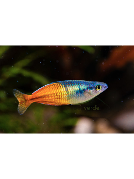 Melanotaenia boesemani super rojo.