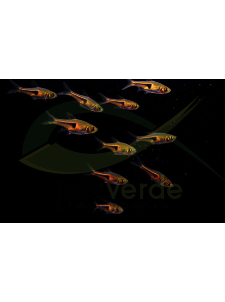 Trigonostigma espei - Arlequin espei