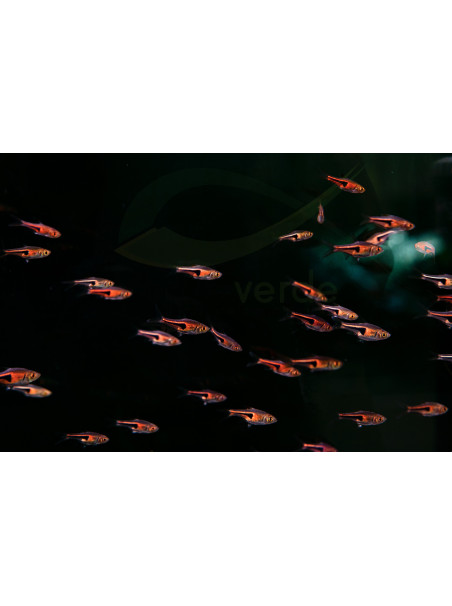 Trigonostigma espei - Arlequin espei