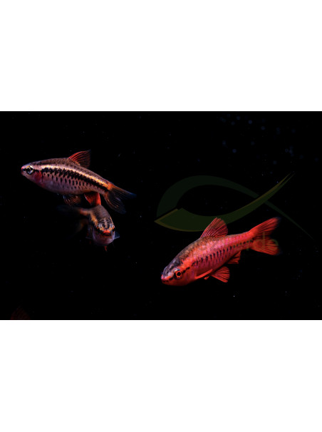 Puntius titteya – Barbo Cereza