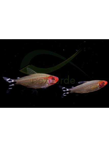 Hemigrammus rhodostomus - Borrachito