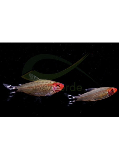 Hemigrammus rhodostomus - Borrachito