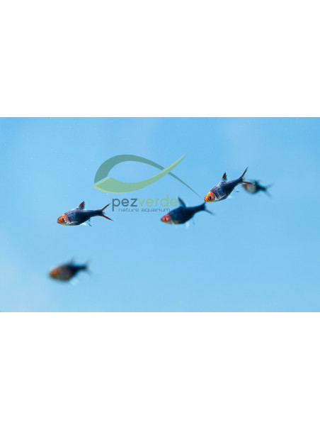 Trigonostigma heteromorpha black - Arlequin Negro