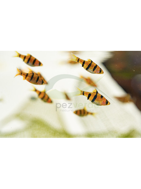 Barbo Pentazona 3 CM