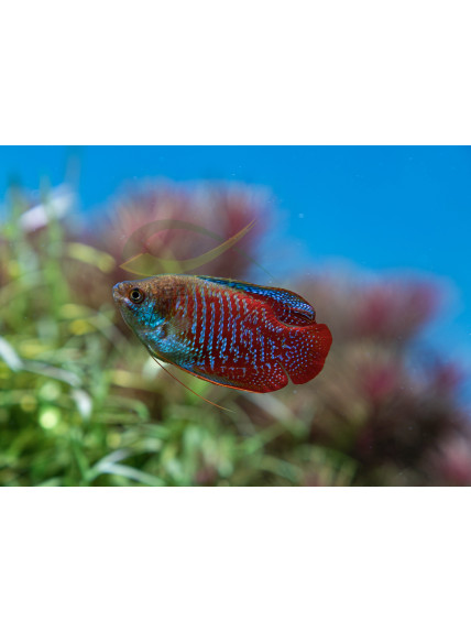 Trichogaster lalius – Colissa lalia.