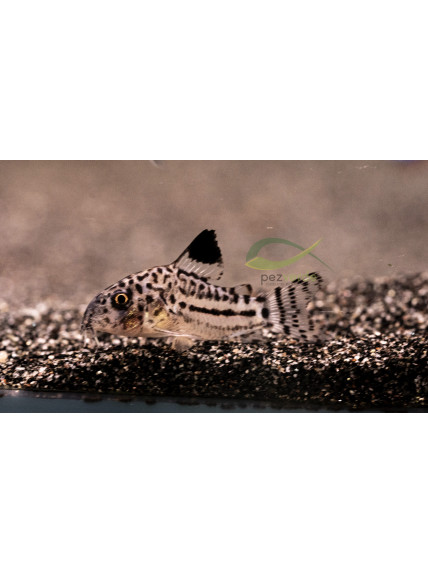 Corydoras julii